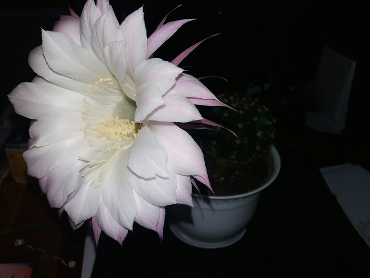 flower