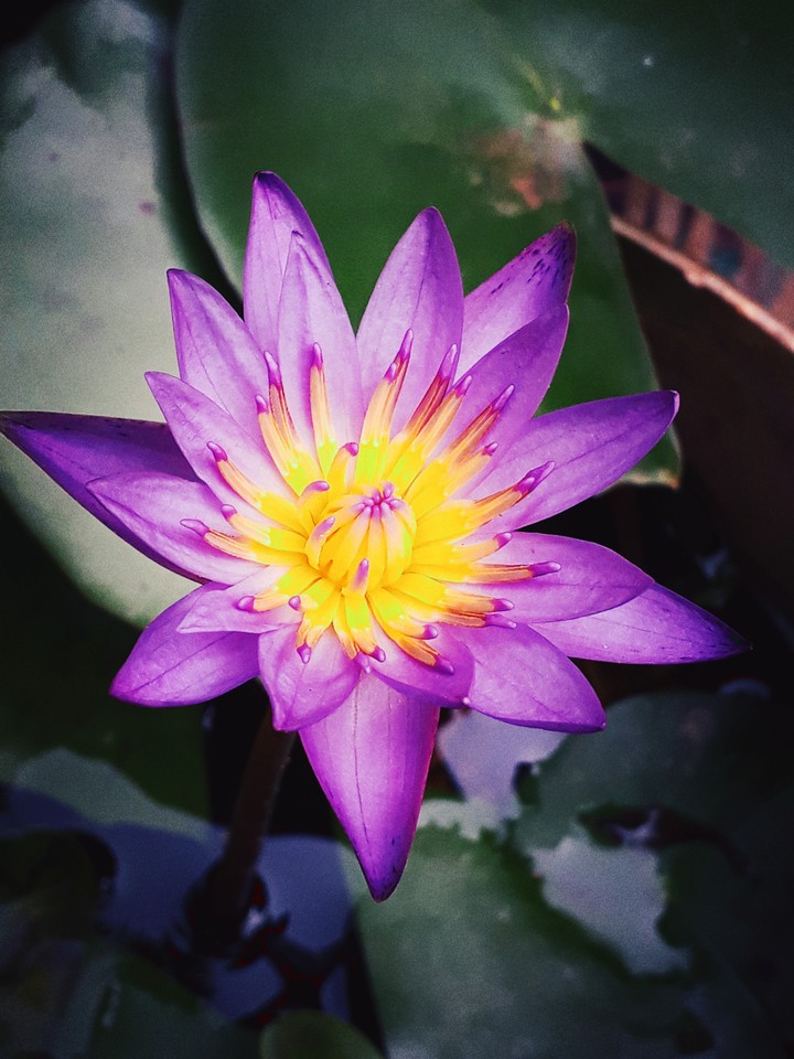 flower
