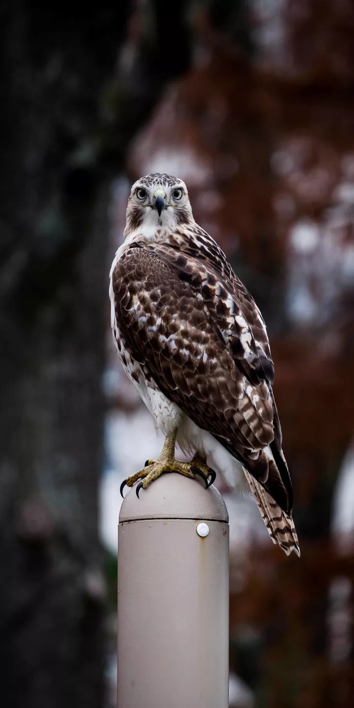 majestic eagle