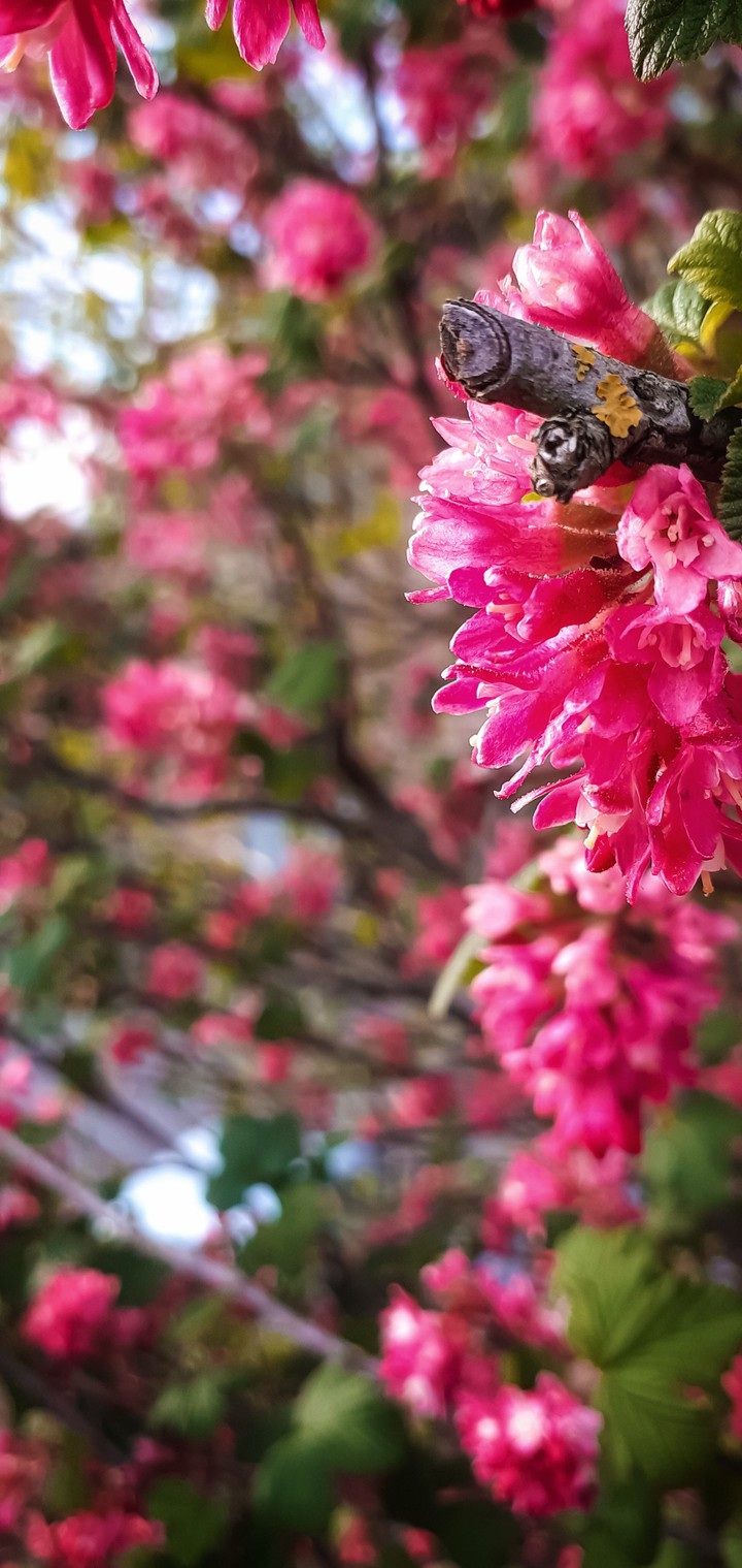 Cherry Blossom Time