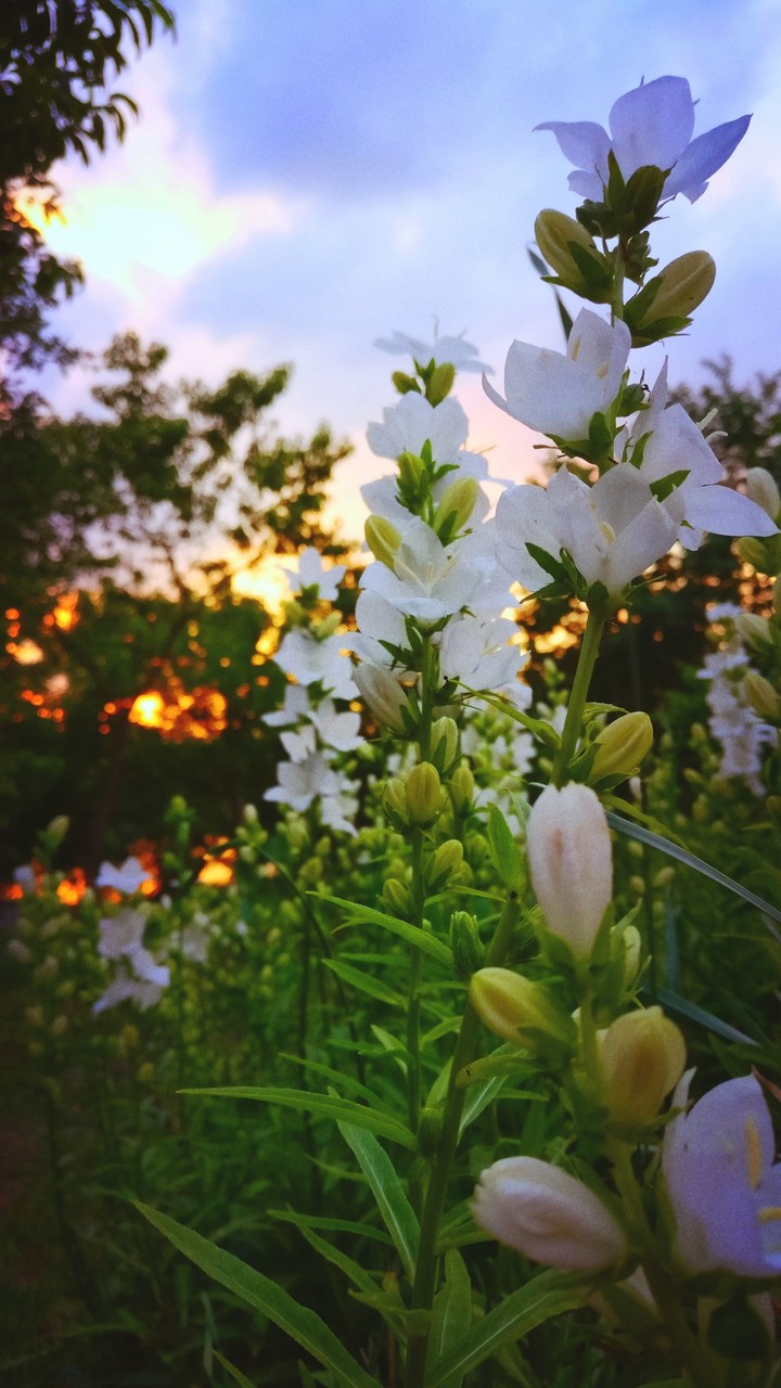 Flowers in susnset rase