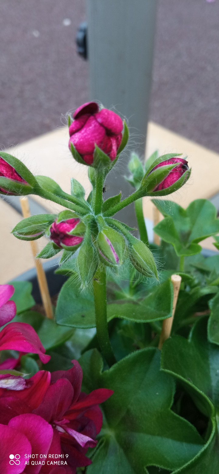 fleure