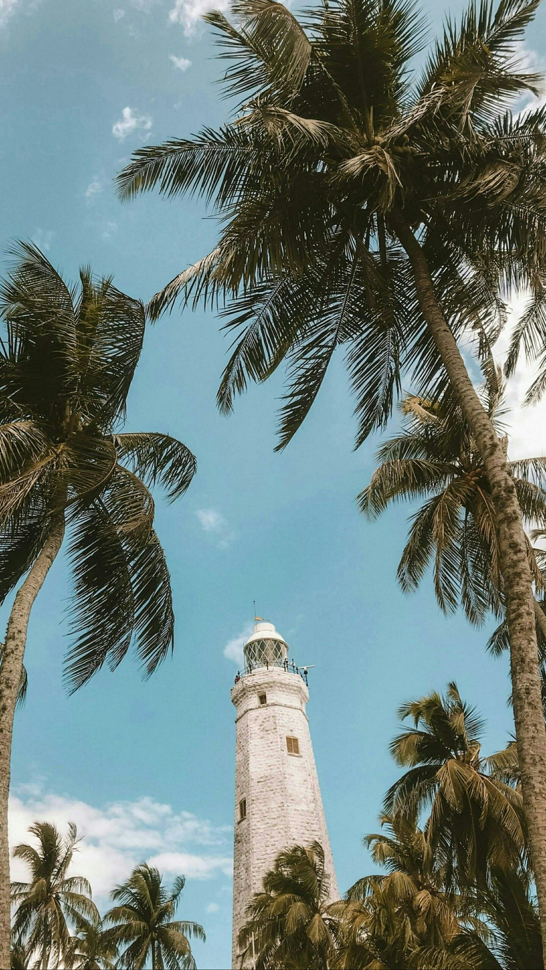 palm trees