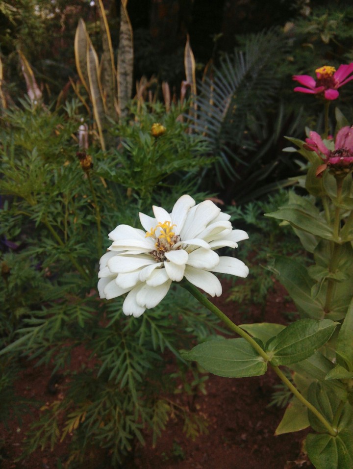 leo flower