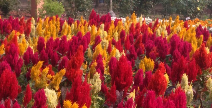 Flowers