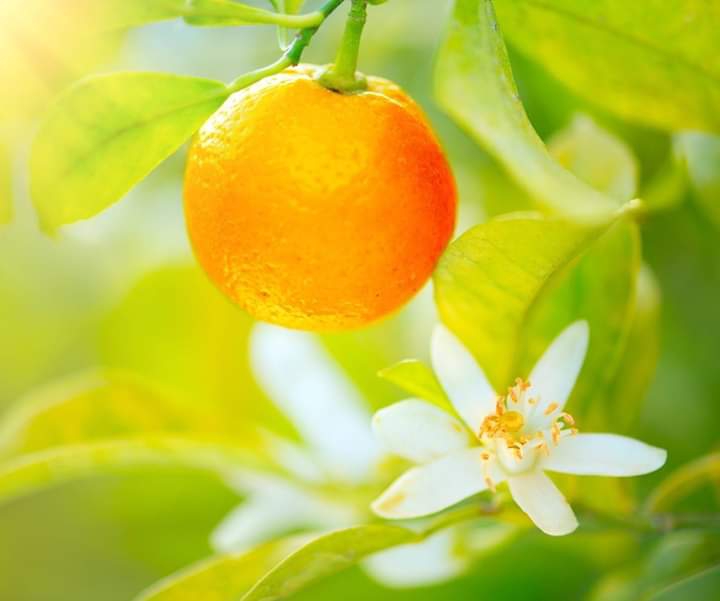 Lemon tree