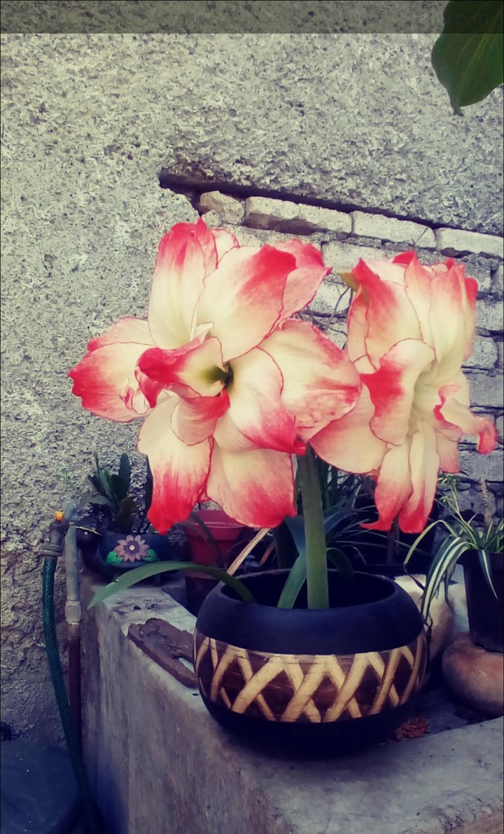 La Vie in Rose ?
