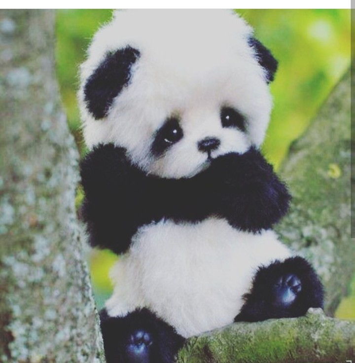 CutePanda