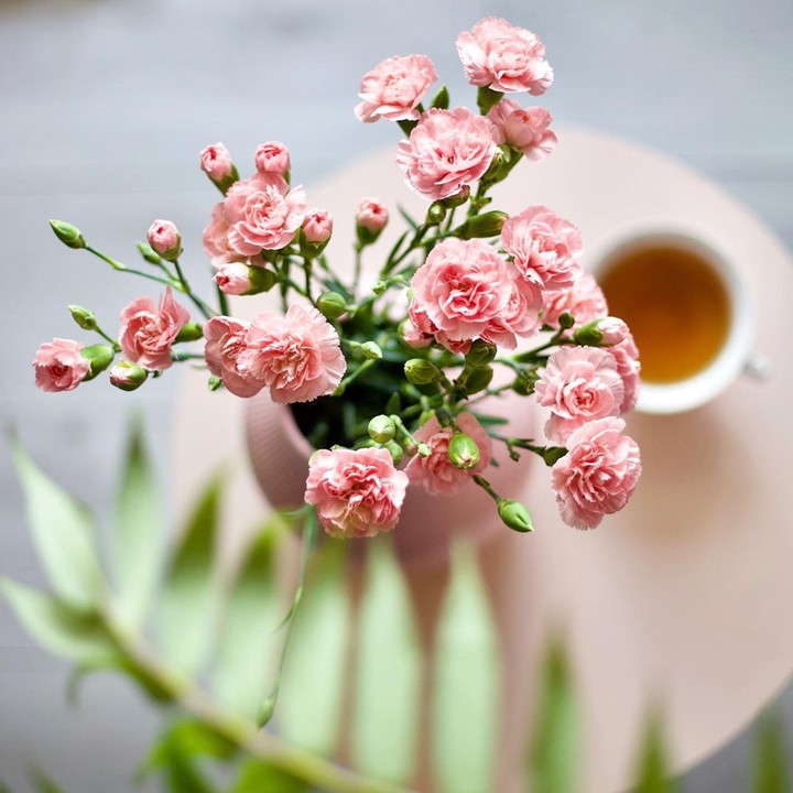 Carnation Pink