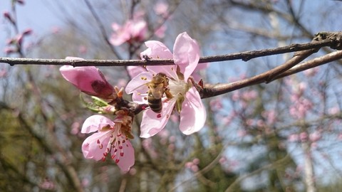 Bee