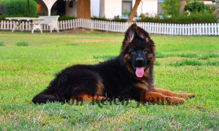 WoW DoG