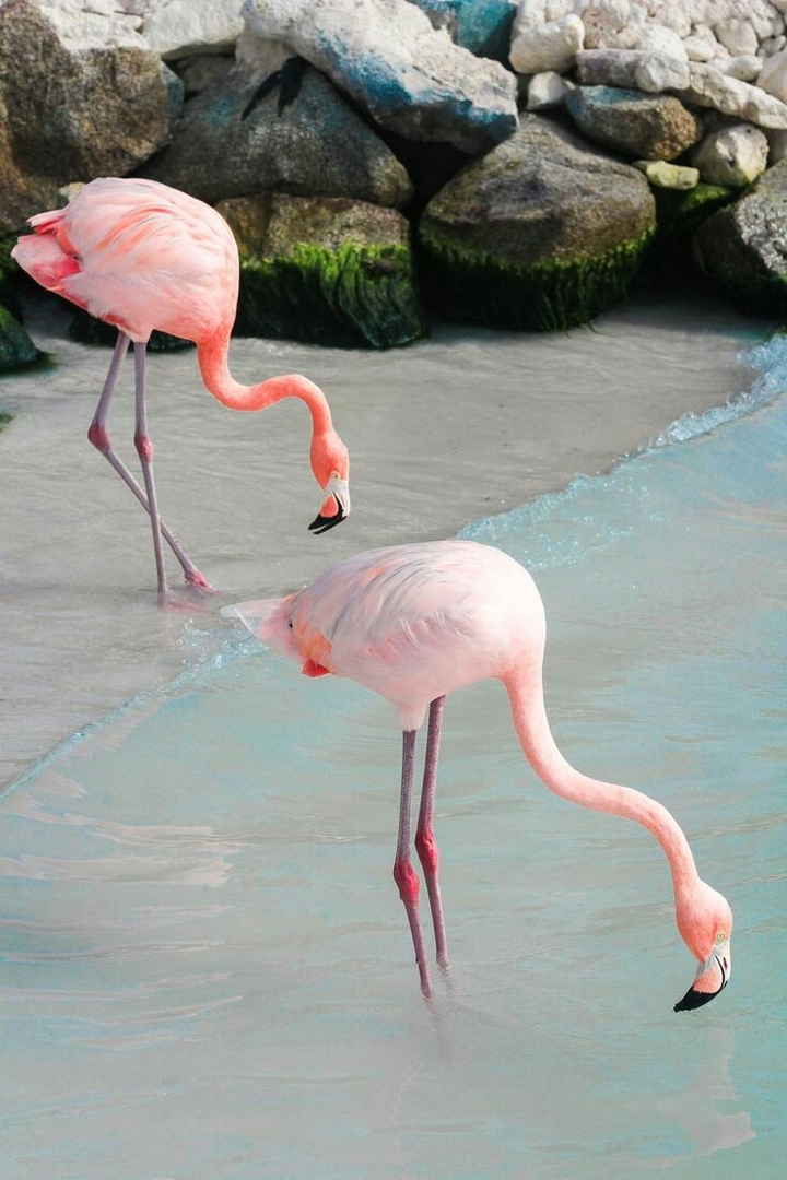 Flamingos