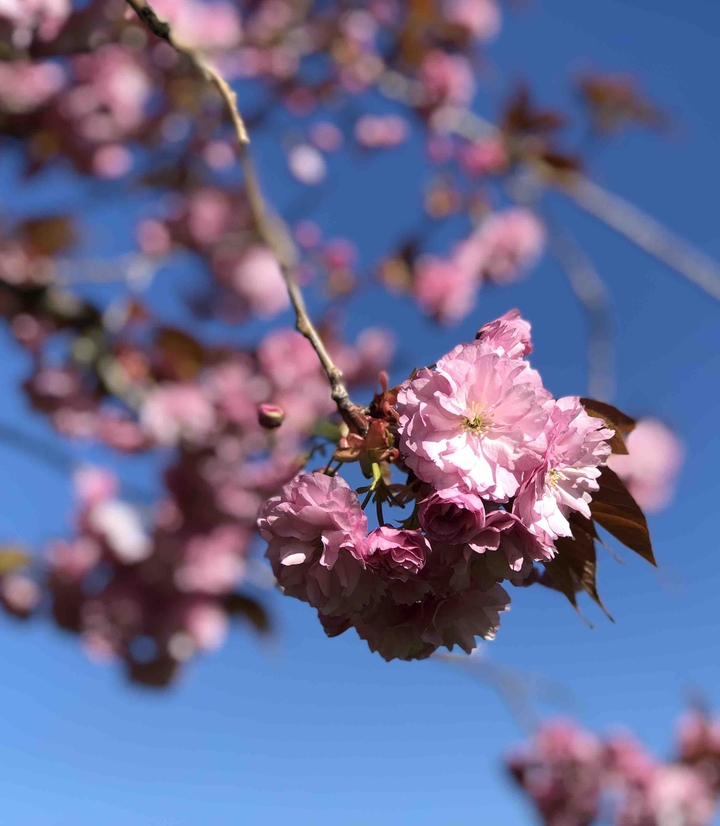Spring blooming