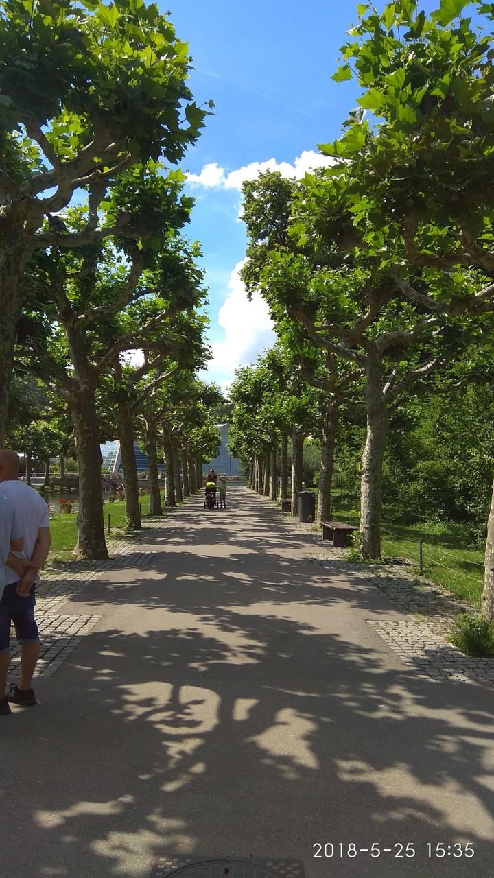 Trees