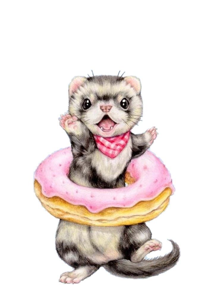 ferret