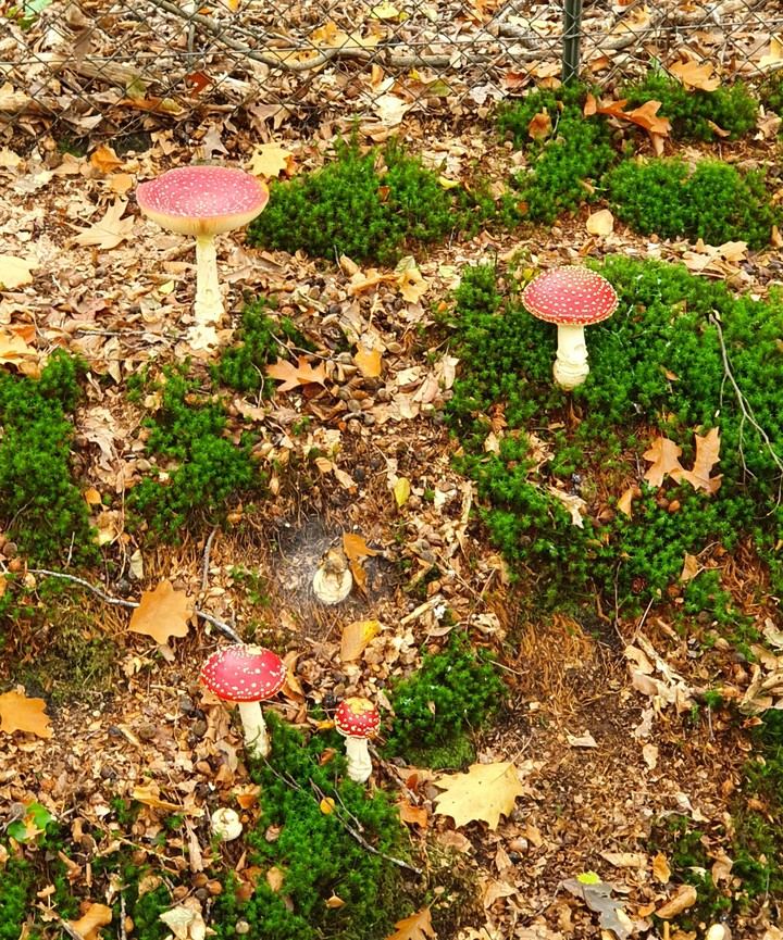 mushroom