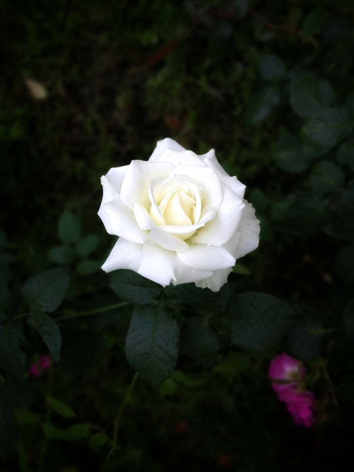 rose