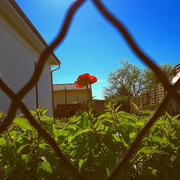 Coquelicot 2