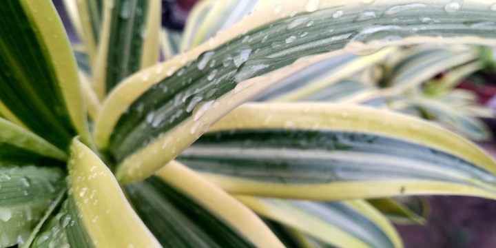 leaves after rain