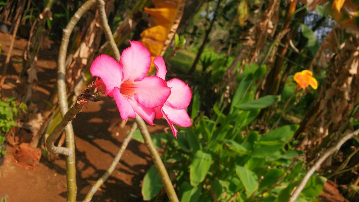 flowers lover