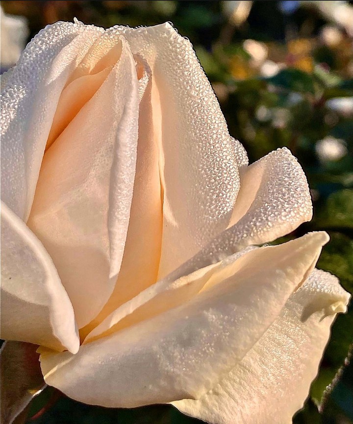 Petals