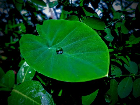 Nature❄