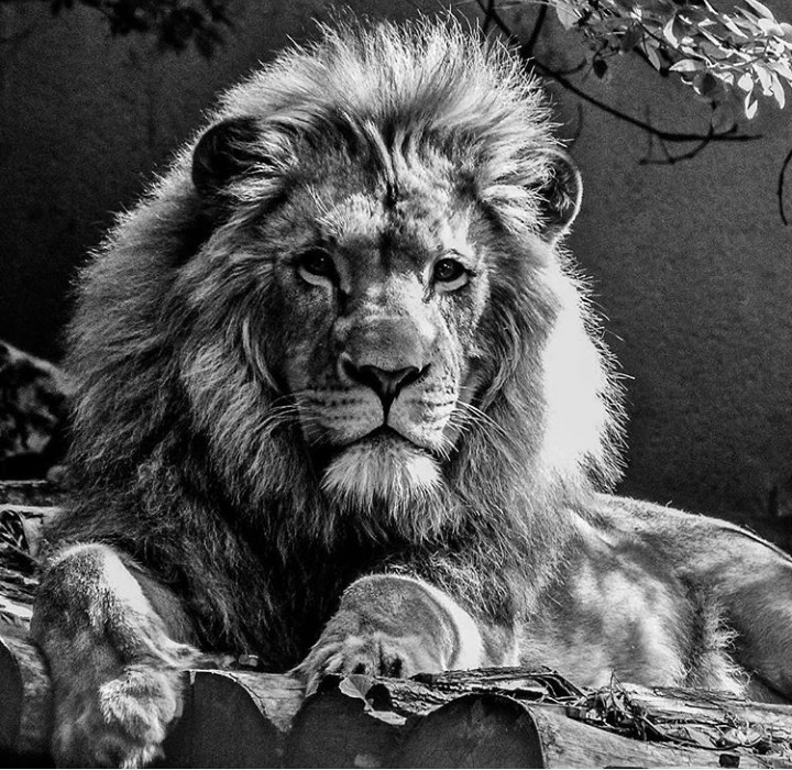 L king