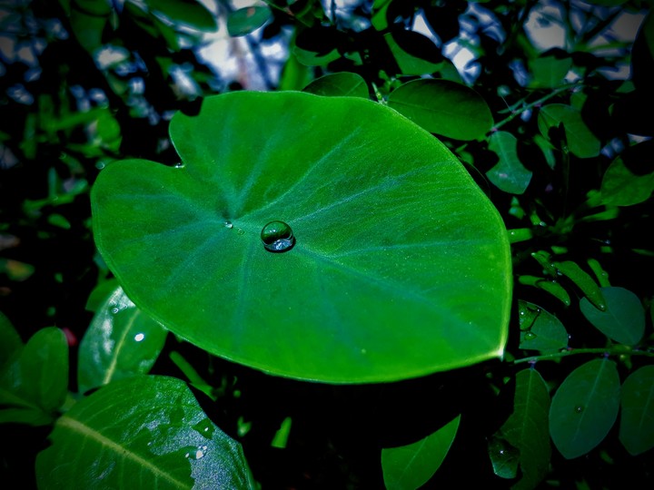 Nature❄