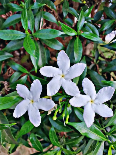 white flowers