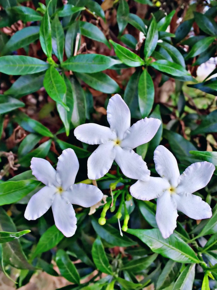 white flowers