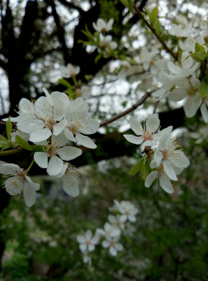 White cherry