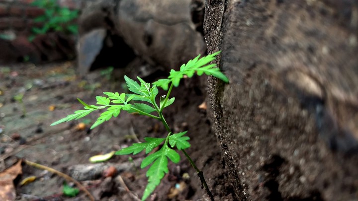 Simply Beautiful Picture... no DSLR just a PHONE CAMERA. 