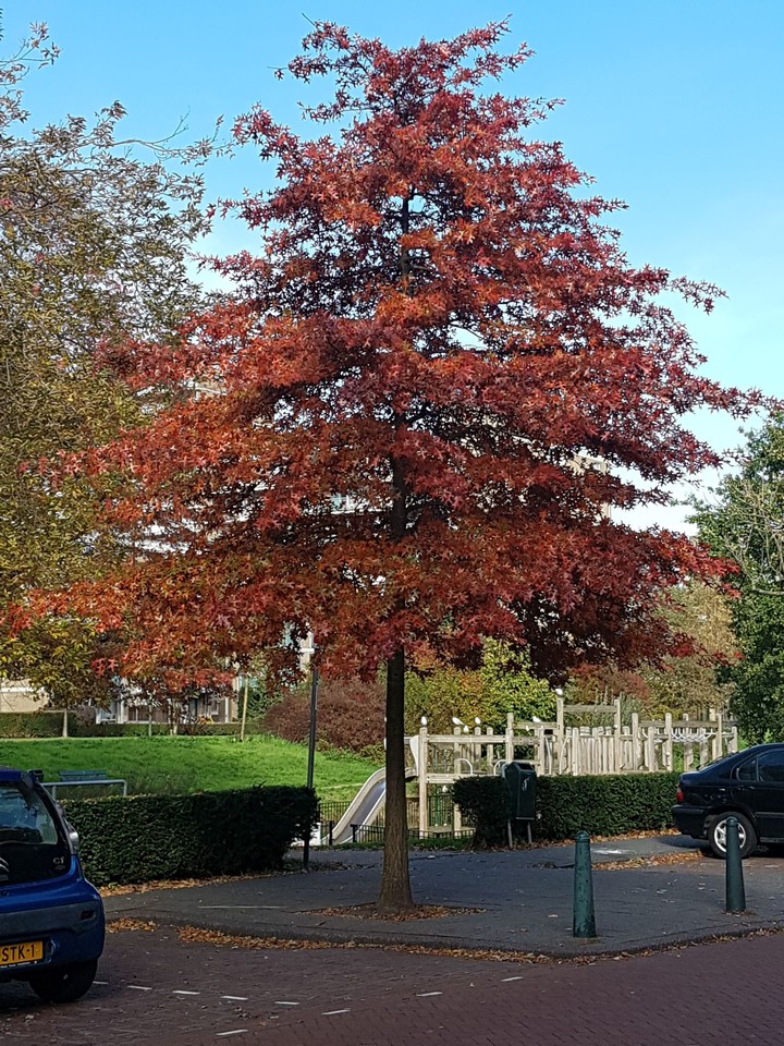 autumn joy