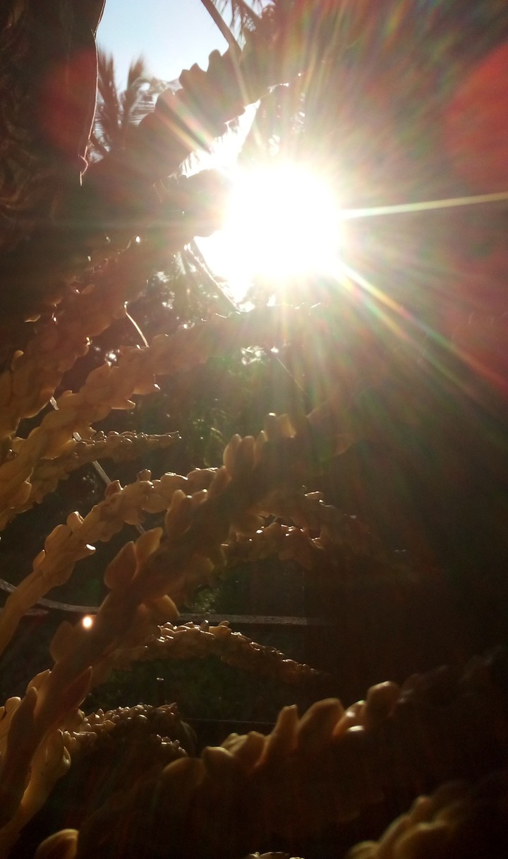 wheat field
