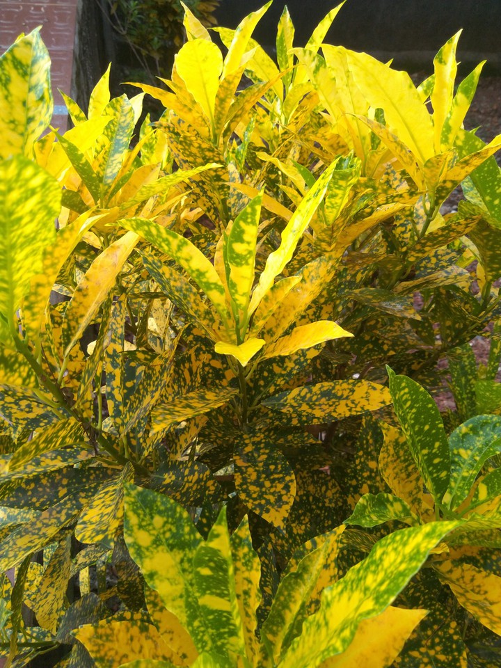 yellowish tree