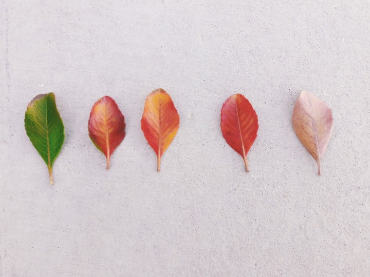 Seasonal Leaves.