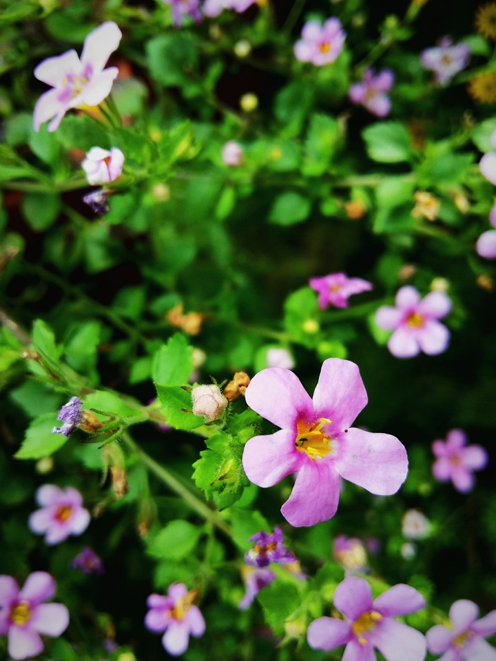 flowers in heaven.