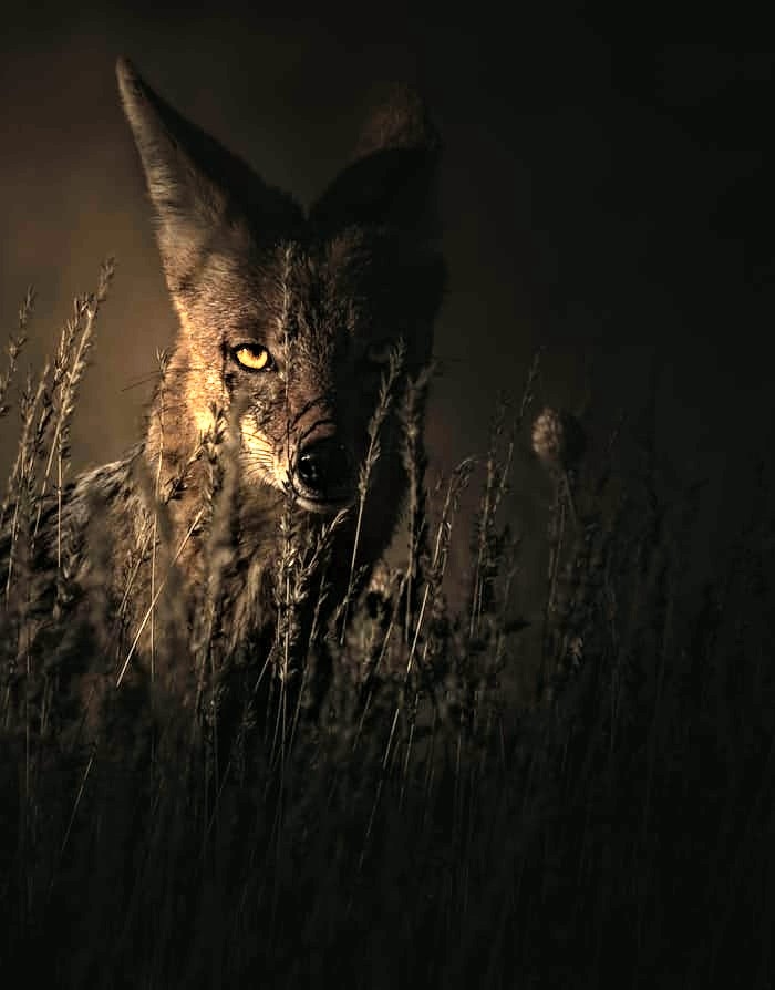 animal