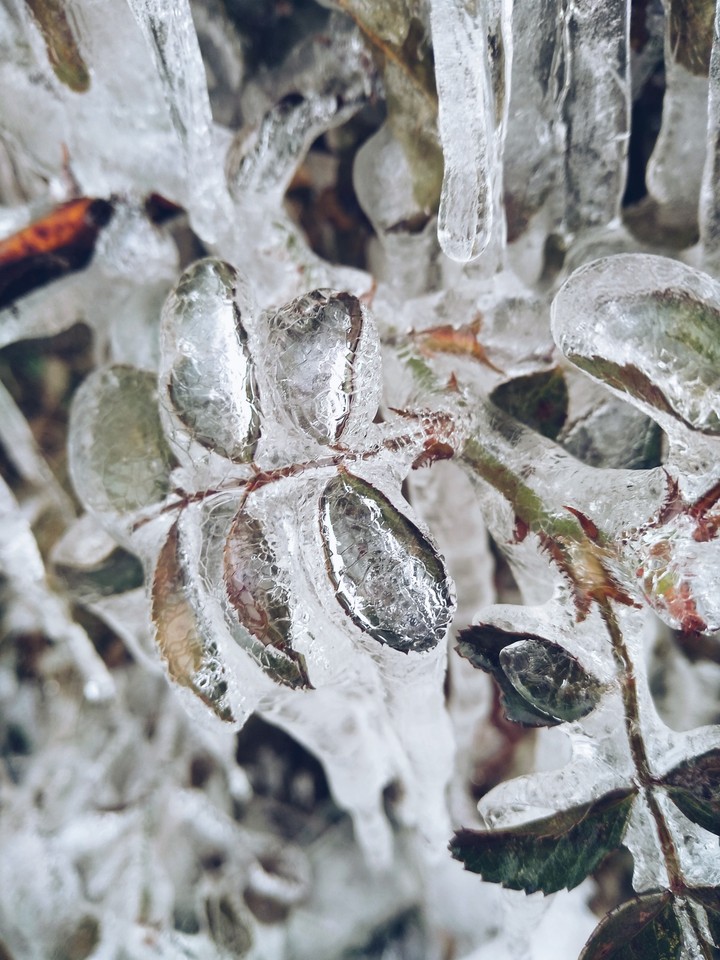 winter in garden