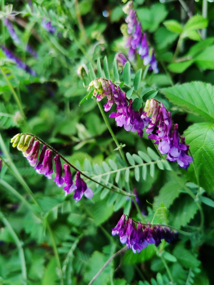 purple flower