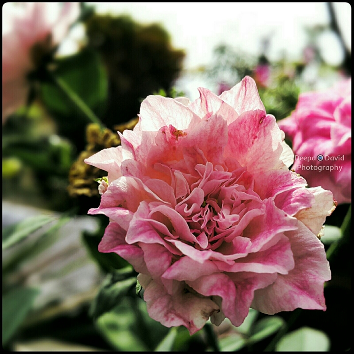 Lika a ROSE among the Thorns!