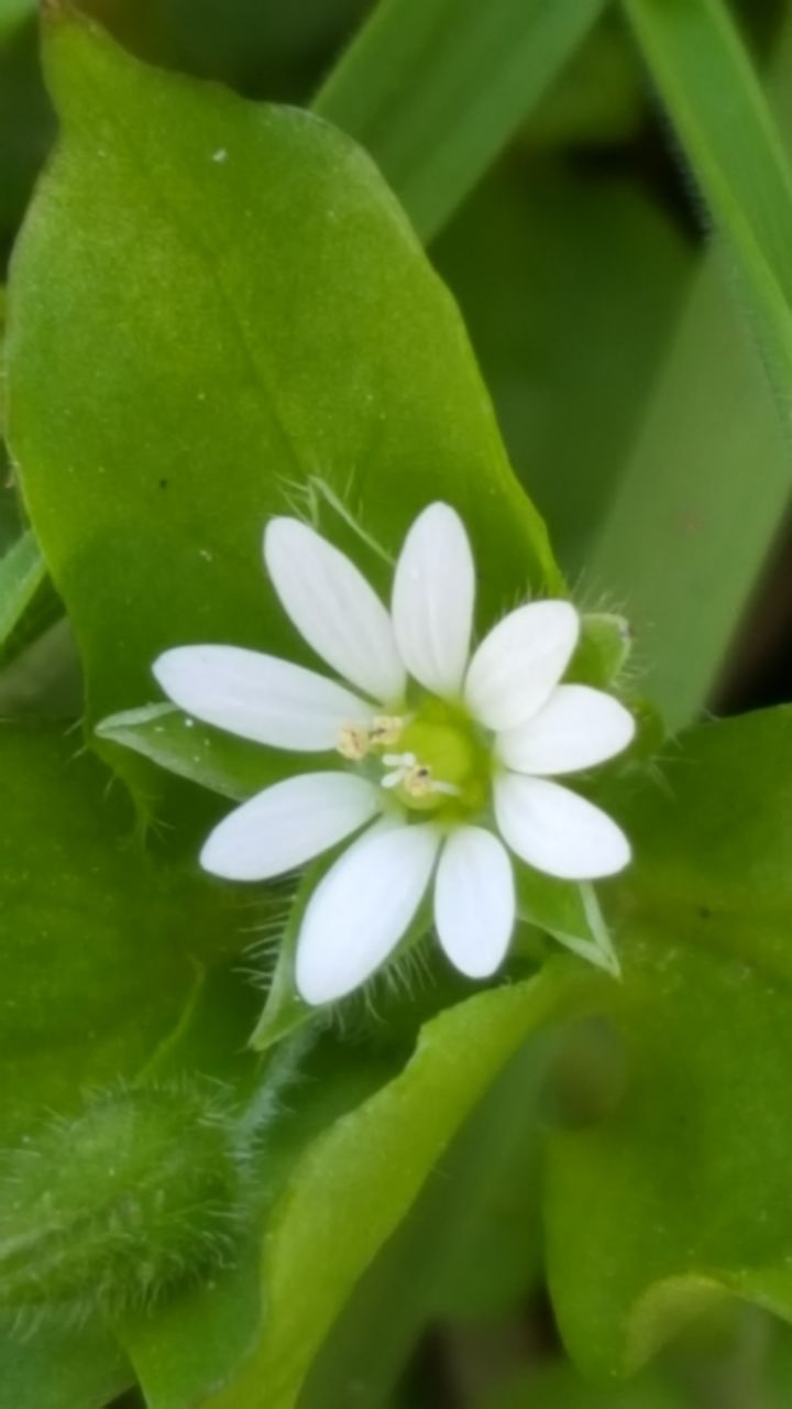 Beautiful flower