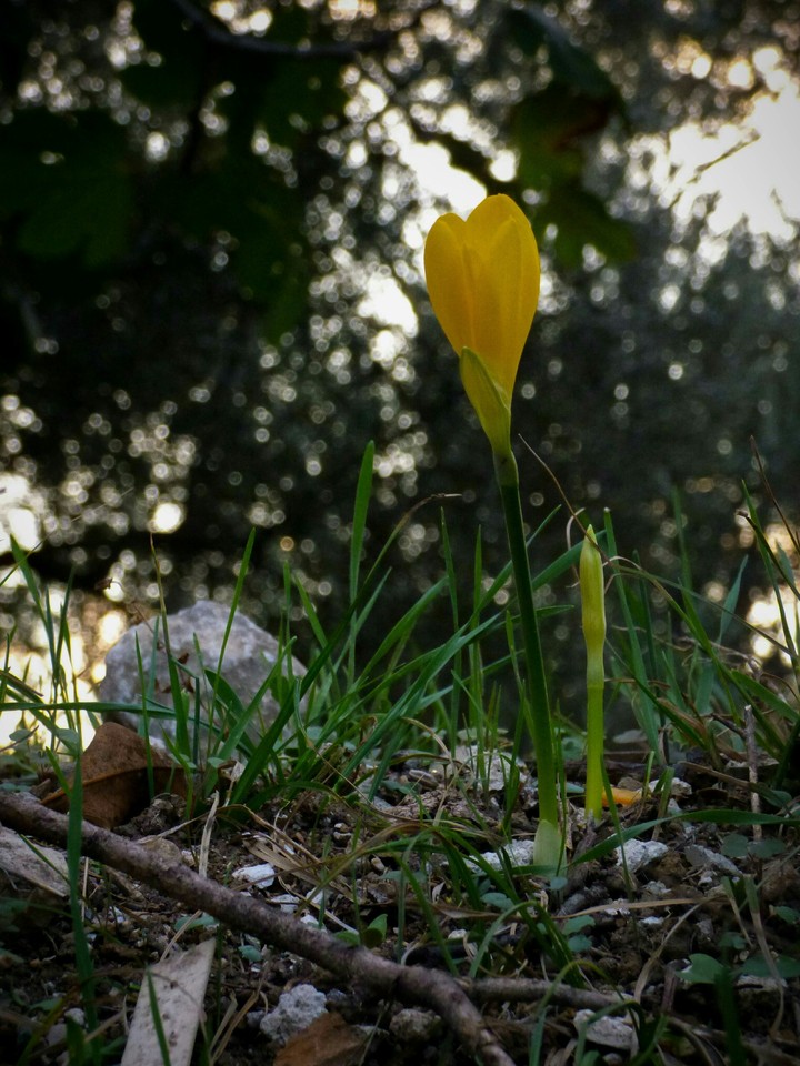 The Yellow Flower