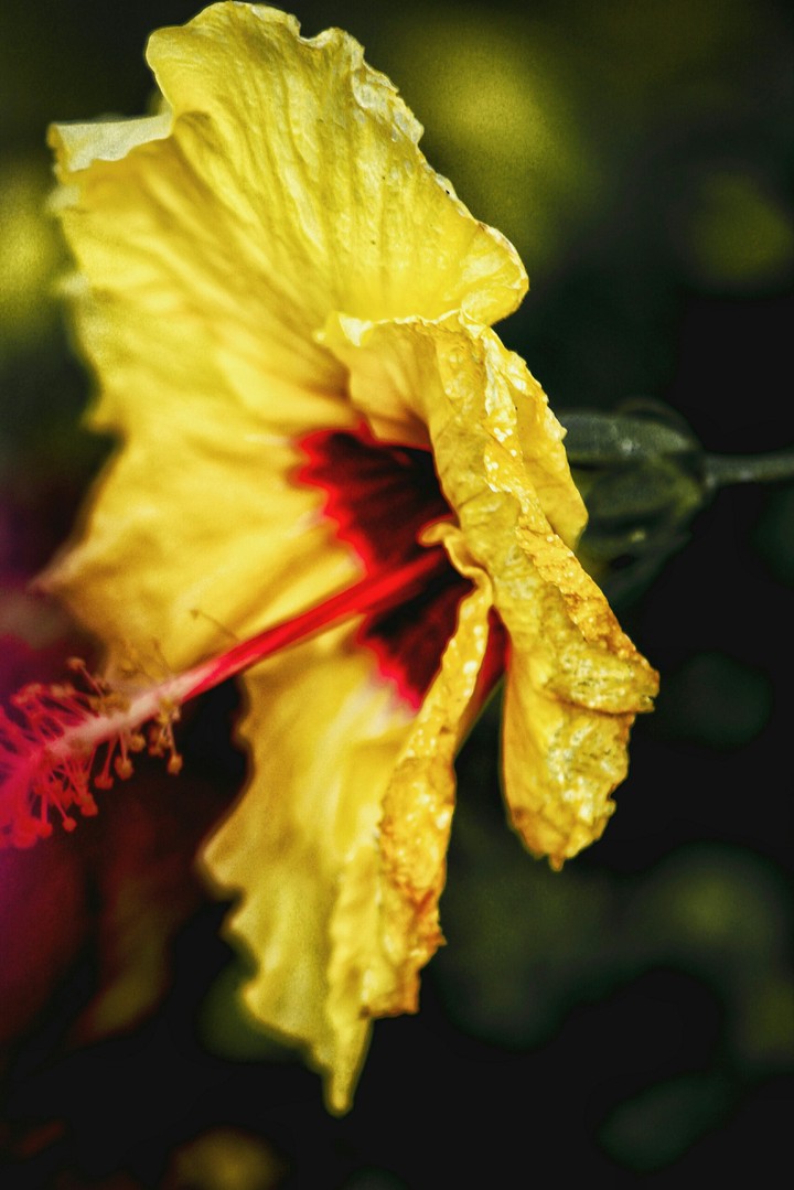 yellow flower