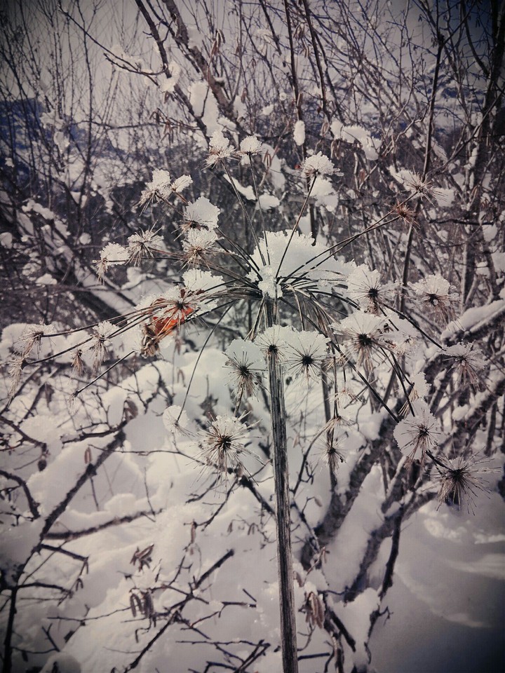 flowers frozen