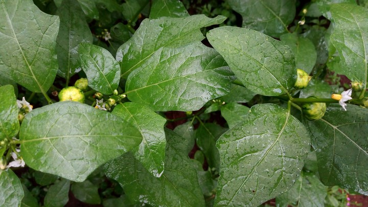 Pedro's Green