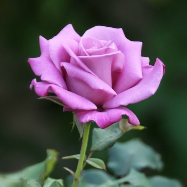 pink rose ... roze..گوڵە باغی پەمەیی