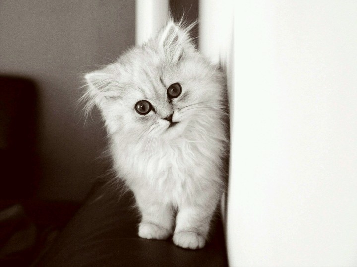 #Cat