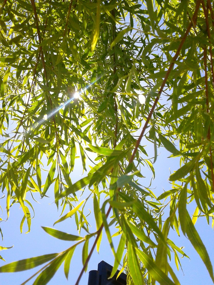 green leaves