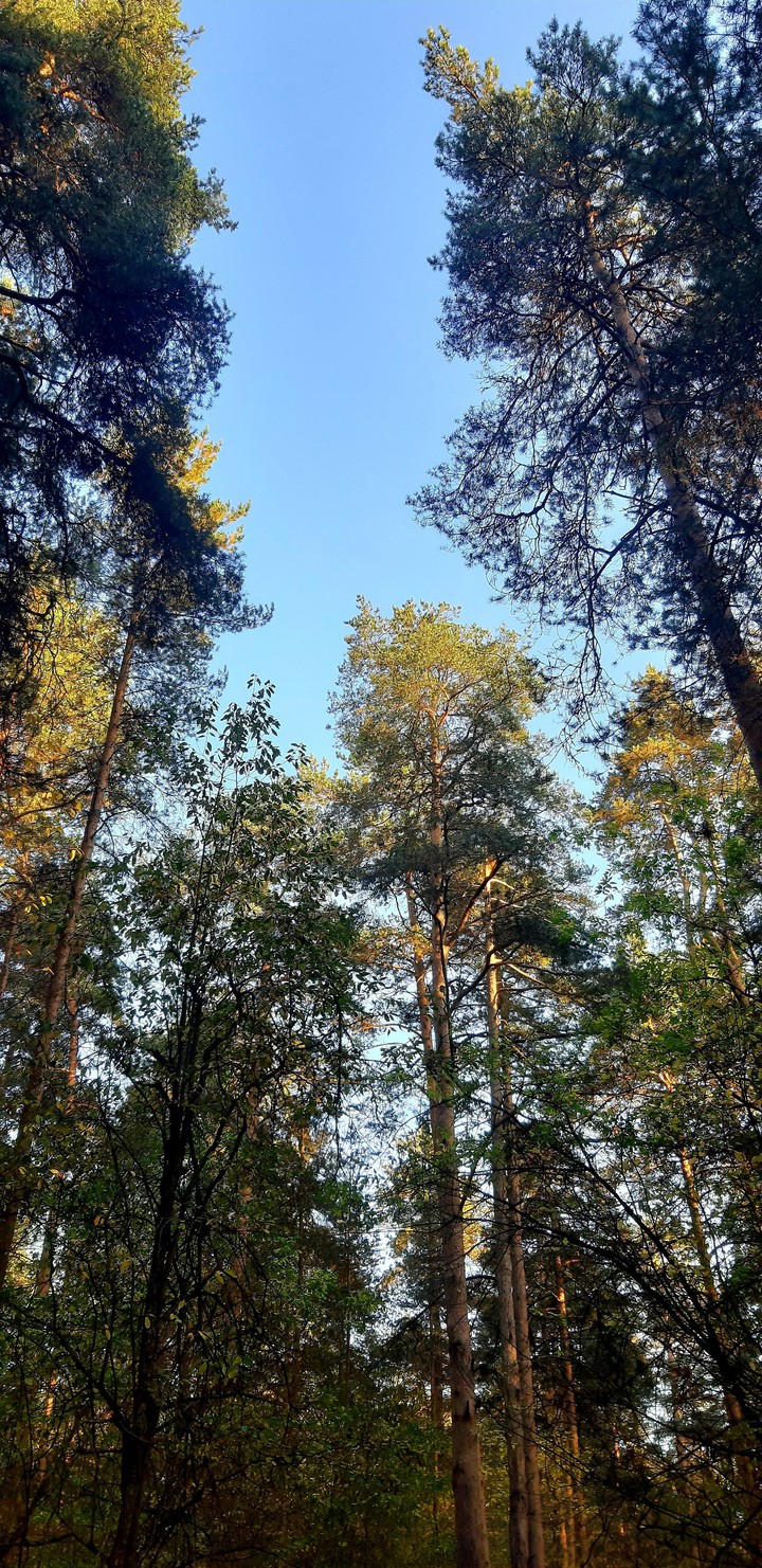 Pines